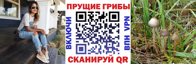 хочу наркоту  Хасавюрт  Галлюциногенные грибы мухоморы 